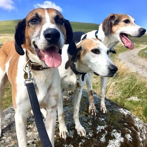 Lakeland Trailhound Welfare Woody s Blog