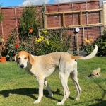 buster-1