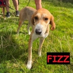 fizz-napier