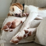 harlow-3