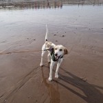 harlow-4