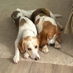 harlow-6