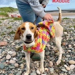 maddie-1