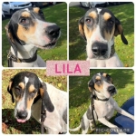 mark-b-lila