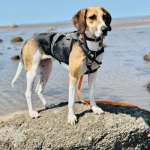 polly-1